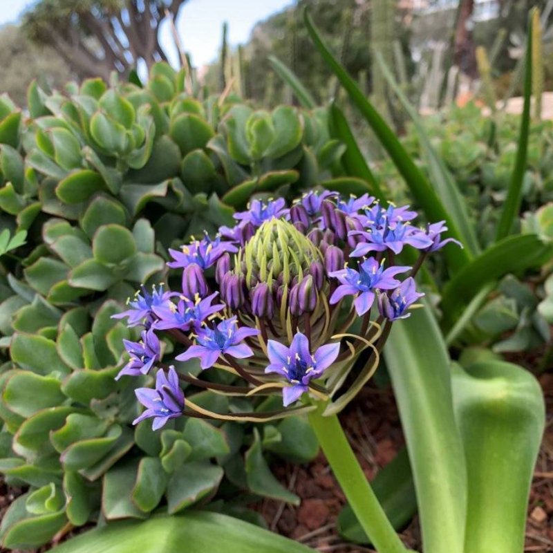 Giant Squill Scilla peruviana